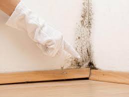 Environmental Consulting for Mold Prevention in Shavano Park, TX